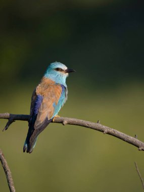 Avrupalı patenci, Coracias garrulus, Bulgaristan, Haziran 2023 