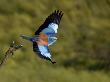 Avrupalı patenci, Coracias garrulus, uçuşan tek kuş, Bulgaristan, Haziran 2023 