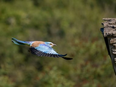 Avrupalı patenci, Coracias garrulus, uçuşan tek kuş, Bulgaristan, Haziran 2023 