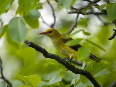 Altın oriole, Oriolus oriolus, Bulgaristan, Haziran 2023