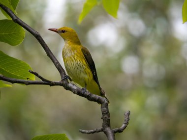 Altın oriole, Oriolus oriolus, Bulgaristan, Haziran 2023