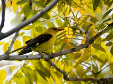 Altın oriole, Oriolus oriolus, yuvadaki tek kuş, Bulgaristan, Haziran 2023