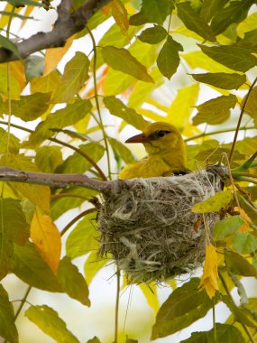 Altın oriole, Oriolus oriolus, yuvadaki tek kuş, Bulgaristan, Haziran 2023