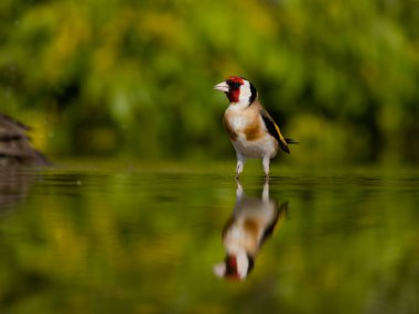 Goldfinch, Carduelis carduelis, Bulgaristan, Haziran 2023