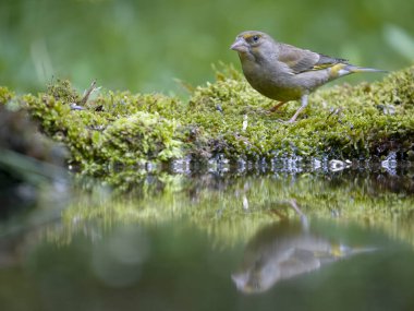 Greenfinch, Chloris Chloris, tek kadın, Bulgaristan, Haziran 2023