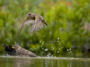 Greenfinch, Chloris Chloris, banyo yapan tek kuş, Bulgaristan, Haziran 2023