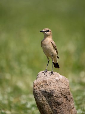 Isabelline wheatear, Oenanthe isabellina, Bulgaristan, Haziran 2023