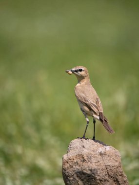 Isabelline wheatear, Oenanthe isabellina, Bulgaristan, Haziran 2023