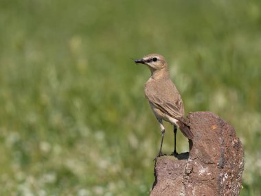 Isabelline wheatear, Oenanthe isabellina, Bulgaristan, Haziran 2023