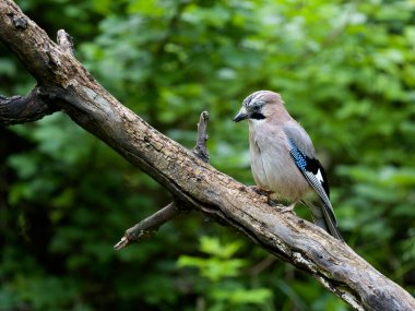 Avrasya alakargası, Garrulus glandarius, Bulgaristan, Haziran 2023