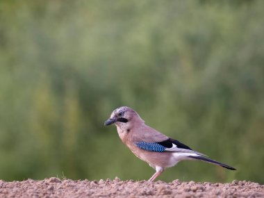 Avrasya alakargası, Garrulus glandarius, Bulgaristan, Haziran 2023