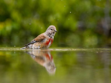 Linnet, Linaria cannabina, banyo yapan bekar erkek, Bulgaristan, Haziran 2023