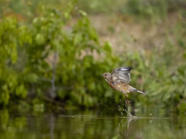 Linnet, Linaria cannabina, banyo yapan bekar erkek, Bulgaristan, Haziran 2023