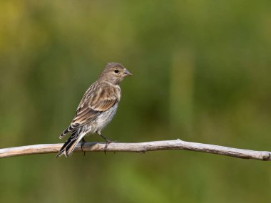 Linnet, Linaria cannabina, Bulgaristan, Haziran 2023