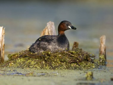 Küçük yaban domuzu ya da dabchick, Tachybaptus ruficollis, Bulgaristan, Haziran 2023