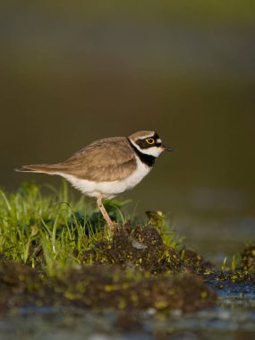 Küçük halkalı saban kuşu, Charadrius dubius, tek su kuşu, Bulgaristan, Haziran 2023
