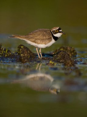 Küçük halkalı saban kuşu, Charadrius dubius, tek su kuşu, Bulgaristan, Haziran 2023