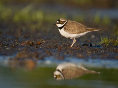 Küçük halkalı saban kuşu, Charadrius dubius, tek su kuşu, Bulgaristan, Haziran 2023
