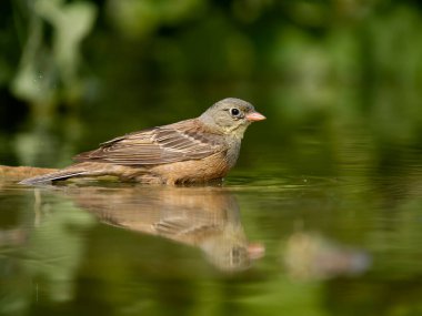 Ortolan kiraz kuşu, Emberiza hortulana, banyo yapan tek kuş, Bulgaristan, Haziran 2023