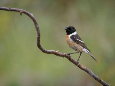 Stonechat, Saxicola rubicola, Bulgaristan, Haziran 2023