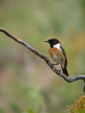 Stonechat, Saxicola rubicola, Bulgaristan, Haziran 2023