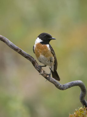 Stonechat, Saxicola rubicola, Bulgaristan, Haziran 2023