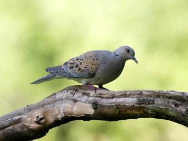 Avrupa kaplumbağa güvercini, Streptopelia turtur, Bulgaristan, Haziran 2023 