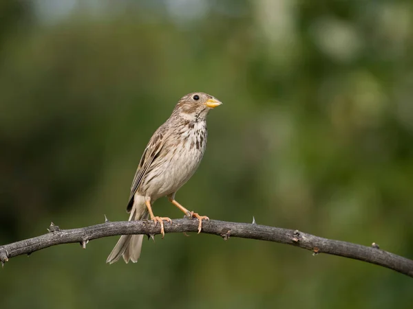 Kukuřičné Výhonky Emberiza Calandra Jediný Pták Větvi Bulharsko Červen 2023 — Stock fotografie