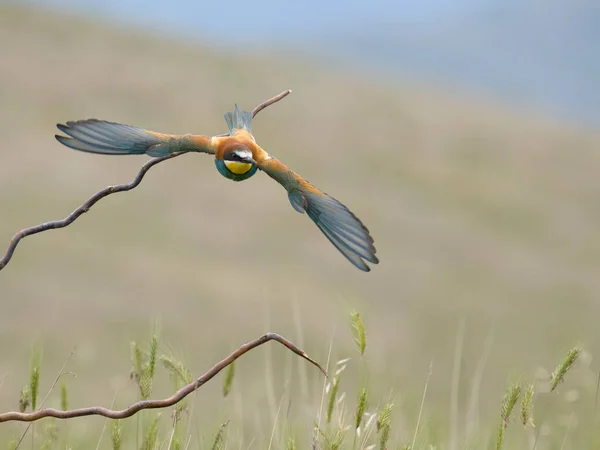 European Bee Eater Merops Apiaster Single Bird Flight Болгарія Червень — стокове фото