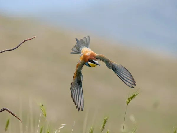 Avrupa Arı Yiyici Merops Apiaster Uçuşan Tek Kuş Bulgaristan Haziran — Stok fotoğraf