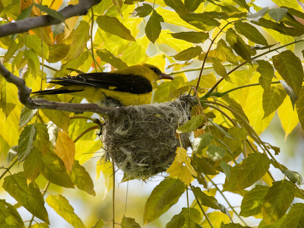 Golden oriolus, Oriolus oriolus, одинокая птица на гнезде, Болгария, июнь 2023 года