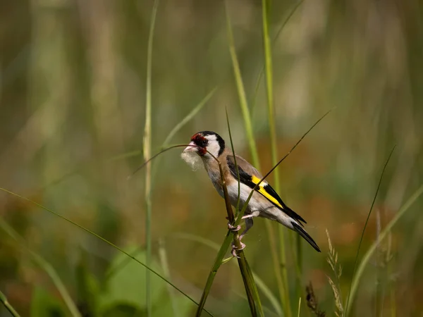 Goldfinch Carduelis Carduelis Yuva Malzemesi Dalında Tek Kuş Bulgaristan Haziran — Stok fotoğraf