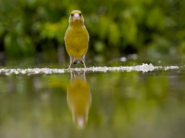 Grünfink Chloris Chloris Einzelvogel Beim Baden Wasser Bulgarien Juni 2023 — Stockfoto