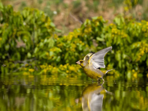 Greenfinch Chloris Chloris Enkele Vogel Vlucht Bulgarije Juni 2023 — Stockfoto