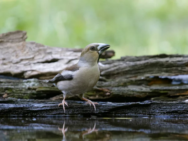 Hawfinch Coccothraustes Coccothraustes Picie Pojedynczego Ptaka Przez Wodę Bułgaria Czerwiec — Zdjęcie stockowe