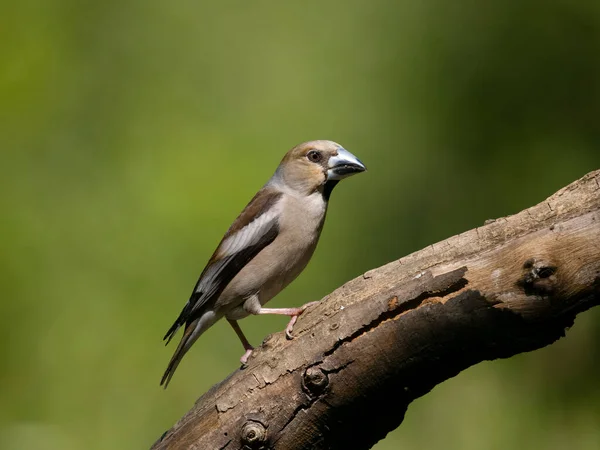 Hawfinch Coccothraustes Coccothraustes Single Bird Branch Bulgaria June 2023 — 图库照片