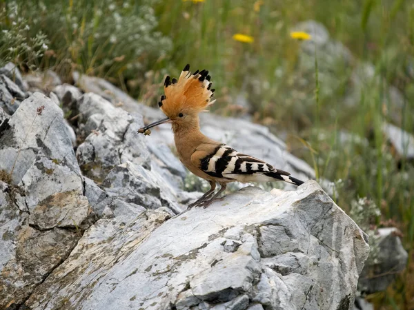Hoopoe Upupa Epops Single Bird Rock Bulgaria Junio 2023 — Foto de Stock