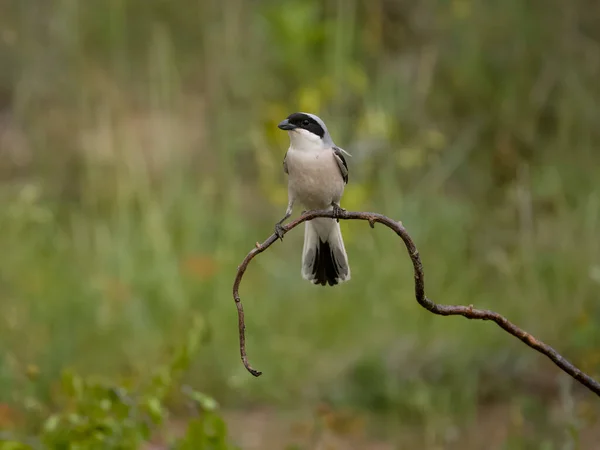 Kuku Abu Abu Kecil Lanius Minor Single Bird Branch Bulgaria — Stok Foto