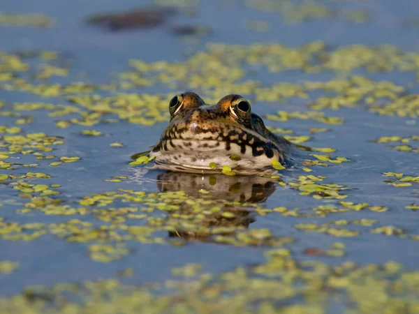 Marsh Frog Pelophylax Ridibundus Single Frog Water Bulgaria June 2023 — 图库照片