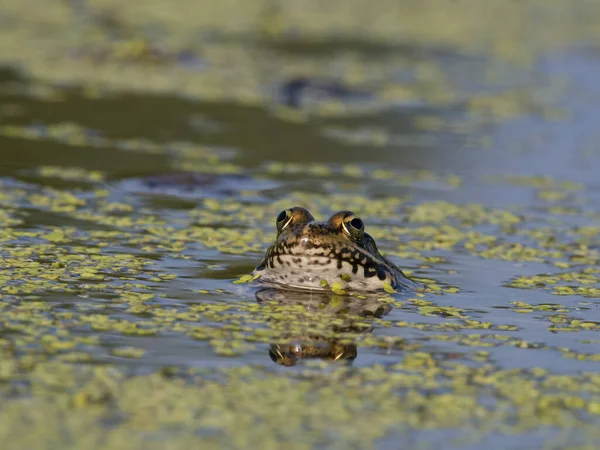 Marsh Frog Pelophylax Ridibundus Single Frog Water Bulgaria Junio 2023 — Foto de Stock