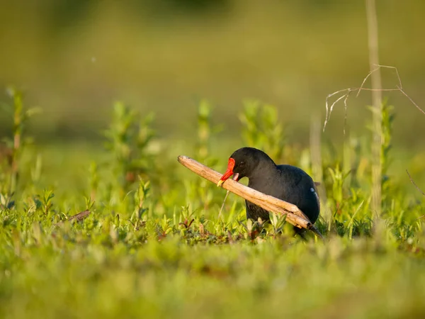 stock image Moorhen, Gallinula chloropus, single bird with nest material, Bulgaria, June 2023