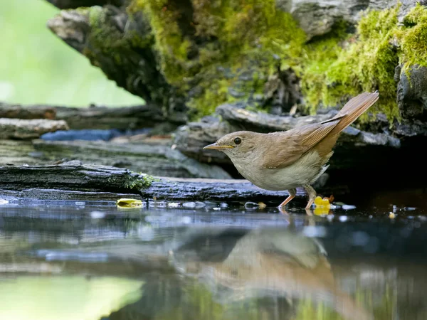 Ruiseñor Luscinia Megarhynchos Pájaro Soltero Por Agua Bulgaria Junio 2023 —  Fotos de Stock