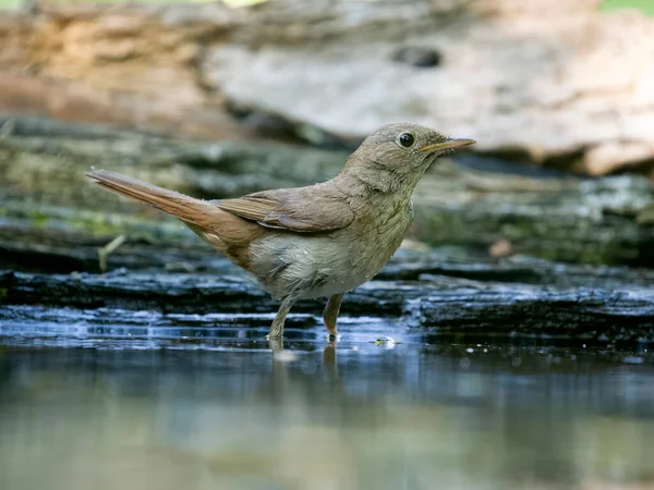 Nightingale Luscinia Megarhynchos Enkele Vogel Aan Het Water Bulgarije Juni — Stockfoto