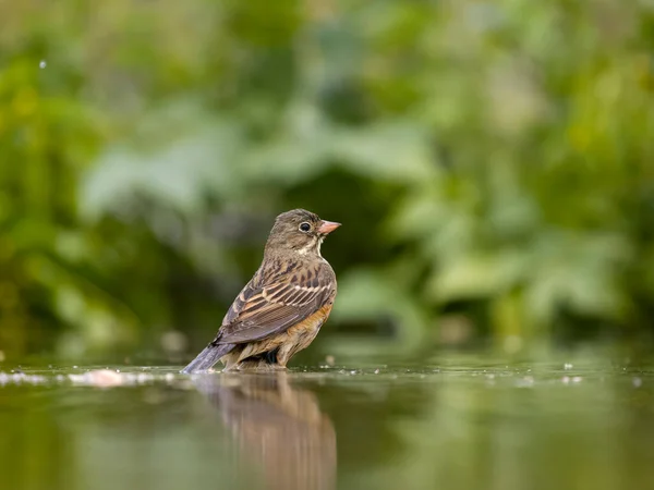 Ortolan Ammern Emberiza Hortulana Einzelvogel Beim Baden Wasser Bulgarien Juni — Stockfoto