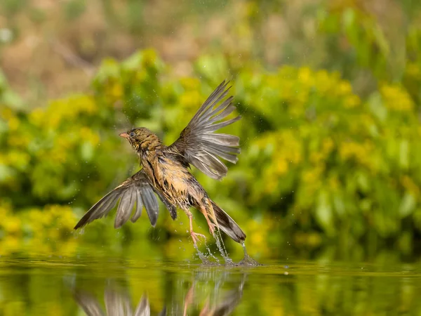 stock image Ortolan bunting, Emberiza hortulana, single male in water bathing, Bulgaria, June 2023