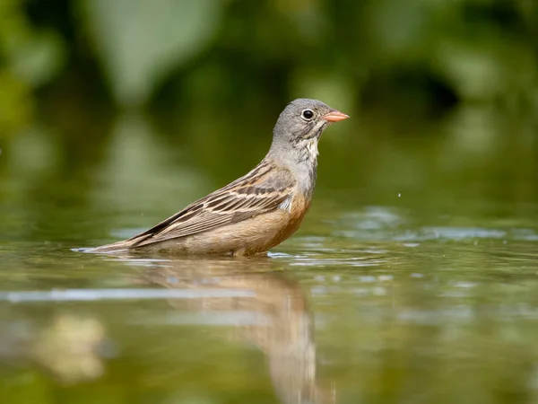 Ortolan Bunting Emberiza Hortulana Single Bird Water Bathing Bulgaria June — ストック写真