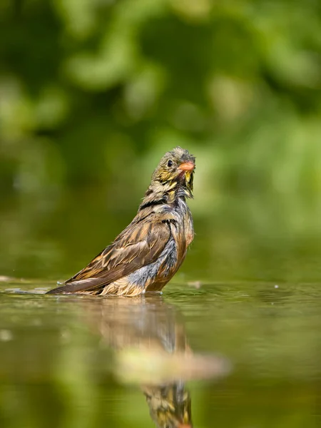Ortolan Bunting Emberiza Hortulana Single Bird Water Bathing Bulgaria June — ストック写真