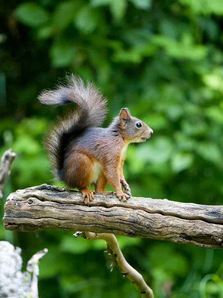 Rotes Eichhörnchen Sciurus Vulgaris Einzelnes Säugetier Auf Ast Bulgarien Juni — Stockfoto