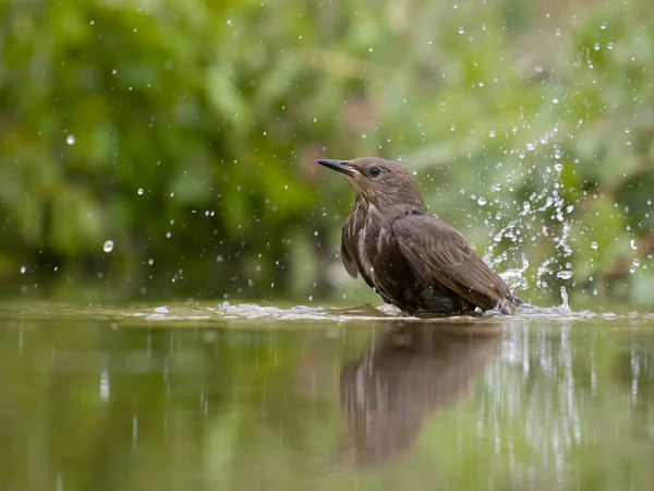 Sturnus Vulgaris Sturnus Vulgaris Gürtelvogel Beim Baden Wasser Bulgarien Juni — Stockfoto
