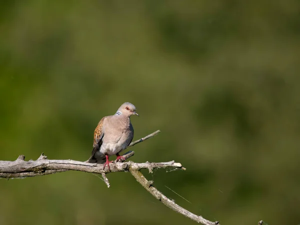 カメの鳩 ストレプトフェリアのカメ 枝に一羽の鳥 ブルガリア 2023年6月 — ストック写真